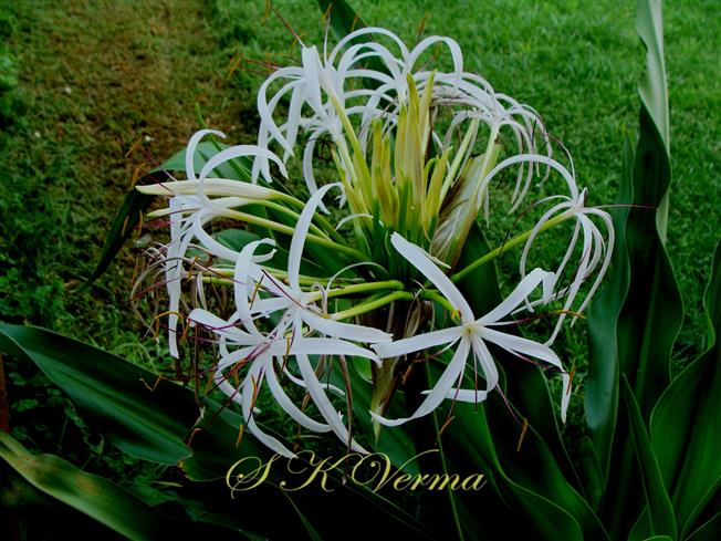  Inflorescence